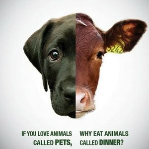 Meet your Posher, Ahron